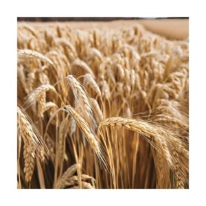 Czy jęczmień zawiera gluten? Oto, co warto wiedzieć przed spożyciem tego zboża.