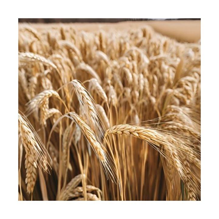 Czy jęczmień zawiera gluten? Oto, co warto wiedzieć przed spożyciem tego zboża.