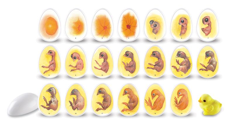 Rysunek kurczaka w jajku