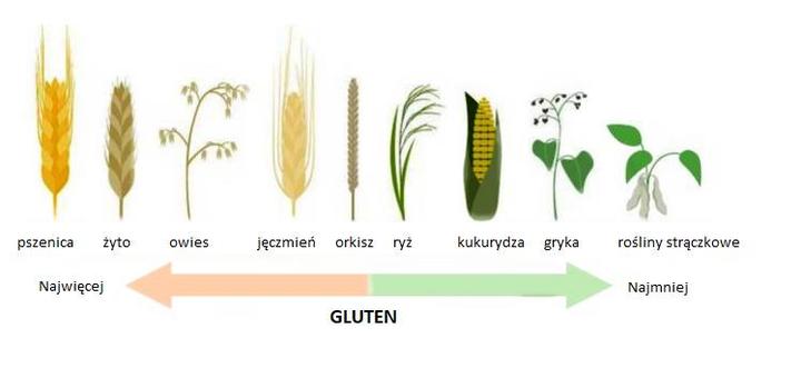 Owsiane tajemnice: Czy gluten czai się w zbożach i jak to wpływa na dietę bezglutenową?