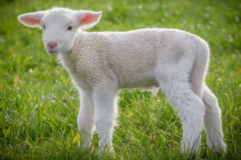 Jagnięcina na talerzu: odkryj wyjątkowy smak i aromat tej niezwykłej potrawy