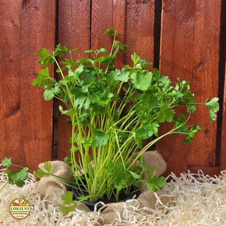 Niskokaloryczny superfood