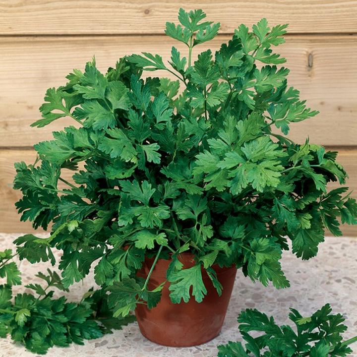 Wartości odżywcze pietruszki