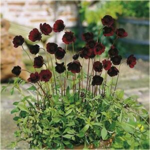 Gdzie kupić kosmos czekoladowy? Przegląd najlepszych sklepów i cen w Polsce