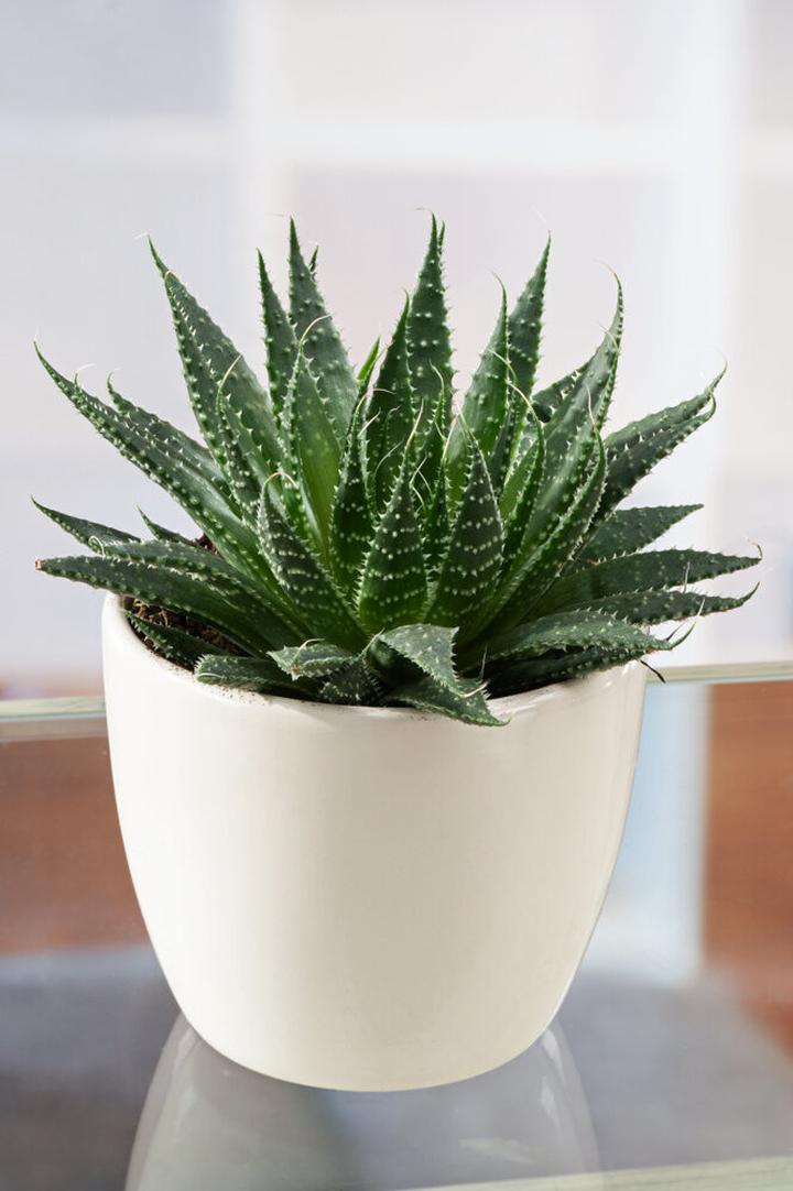 Odchudzanie z aloesem