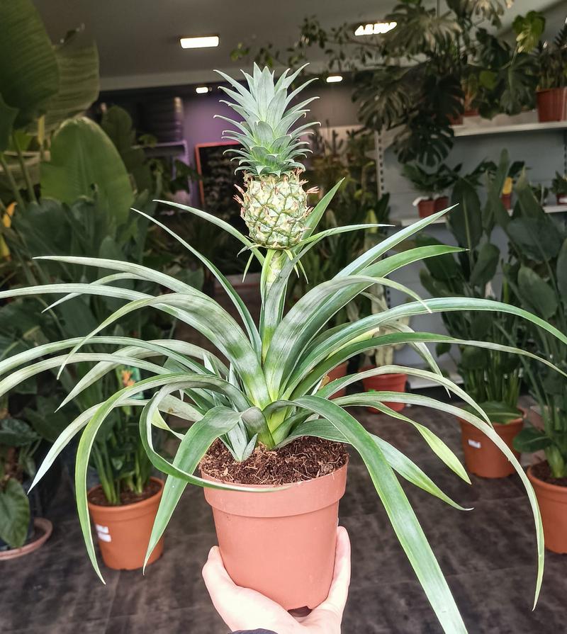 Wartości odżywcze ananasa