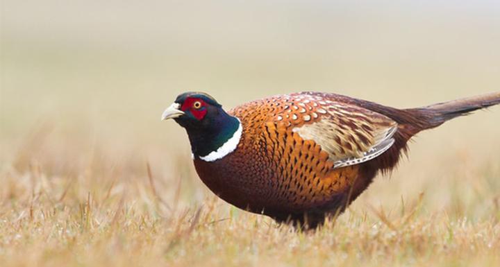 Wartości odżywcze dzikiego mięsa