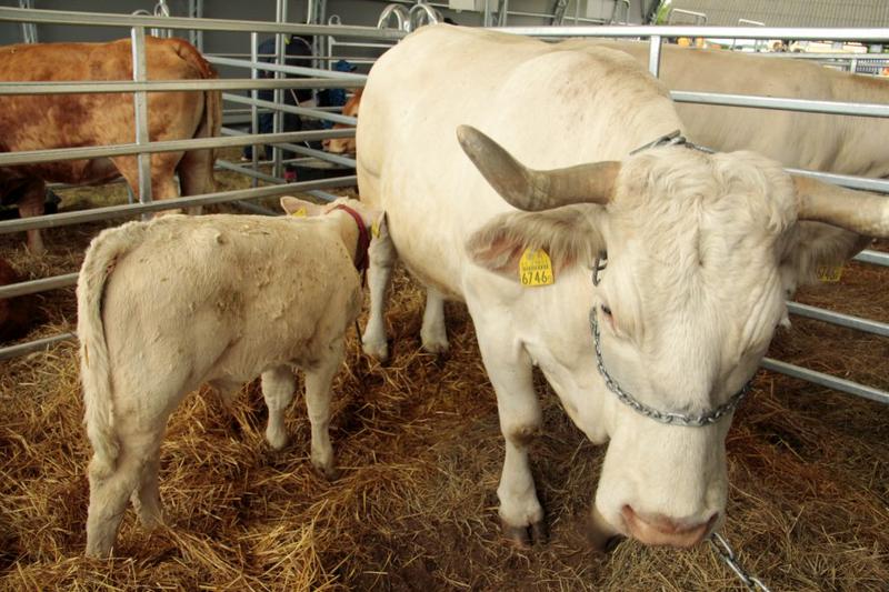 Ekologiczne mięso wołowe i jego koszty