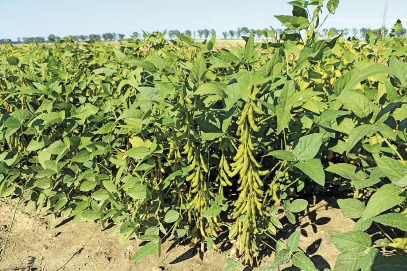 Soja w diecie bezglutenowej