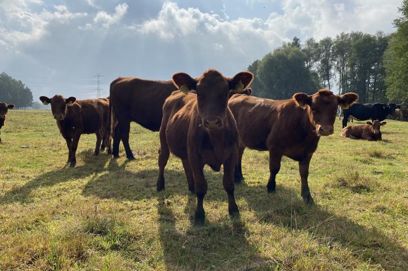 Wpływ pandemii na ceny wołowiny