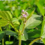 Czy soja jest bezglutenowa? Odkryj kluczowe informacje o diecie bezglutenowej