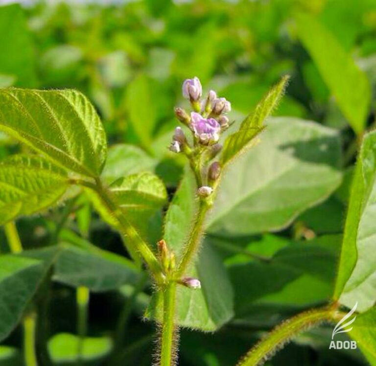 Czy soja jest bezglutenowa? Odkryj kluczowe informacje o diecie bezglutenowej